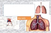 P6 M3. Respiratory System: Intakes oxygen Releases carbon dioxide waste Circulatory system: Transports gases in blood between lungs and cells Respiratory.