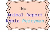 My Animal Report Kobie Perryman BY. Cows Table of Contents What do cows they look like What do cows cows they eat Where do cows live Who are their predators.