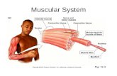 Muscular System. Anatomy of a Muscle Major Functions of the Muscular System Produce Movement Heat production Maintain Posture.