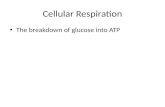Cellular Respiration The breakdown of glucose into ATP.
