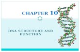 DNA STRUCTURE AND FUNCTION CHAPTER 10. DNA STRUCTURE.