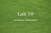 Lab 10 Lycophyta, Psilotophyta. Vascular plants General features of the land plants Common name: Vascular plants Synonyms: Tracheophyta Growth habit: