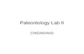 Paleontology Lab II CNIDARIANS. Phylum Cnidaria –Class Anthozoa (Precambrian-Recent) –Order Tabulata (Ordovician-Permian) –Order Rugosa (Ordovician-Permian)