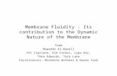 Membrane Fluidity : Its contribution to the Dynamic Nature of the Membrane Team Mawadda Al-Naeeli Pat Cipriano, Kim Conner, Lopa Das, Thea Edwards, Tara.