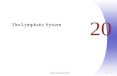 Chapter 20, Lymphatic System 1 20 The Lymphatic System.