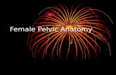 Female Pelvic Anatomy. The hip bone is originally made up of three bones that have fused: 1)ilium, 2)ischium and 3)pubis. These come together at the.