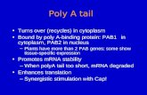 Poly A tail Turns over (recycles) in cytoplasm Bound by poly A-binding protein: PAB1 in cytoplasm, PAB2 in nucleus –Plants have more than 2 PAB genes;