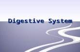 Digestive System. Overview of Digestion 2 main groups of organs in the digestive system. 2 main groups of organs in the digestive system. 1. Alimentary.