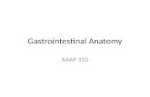 Gastrointestinal Anatomy KAAP 310. Alimentary Canal and Accessory Organs Alimentary Canal: – Mouth (oral cavity) – Pharynx – Esophagus – Stomach – Small.