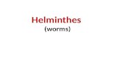 Helminthes (worms). Helminthes sub kingdom metazoa Phylum Nemathelminthes (round worms) class Nematodae (intestinal round worm) class Filariea (tissue.