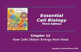 Chapter 13 How Cells Obtain Energy from Food Essential Cell Biology Third Edition Copyright © Garland Science 2010.