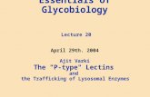 Essentials of Glycobiology Lecture 20 April 29th. 2004 Ajit Varki The "P-type" Lectins and the Trafficking of Lysosomal Enzymes.