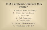 14-3-3 proteins, what are they really? 1.A little bit about the family 2.Where they are found 3.Structure 4.Cell Apoptosis 5.Nerve cells 6.Nerve cell degeneration.
