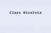Class Bivalvia, powerpoint