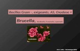 Brucella, Bordetella, Francisella, Legionella Civel / Joffin - Microbiologie ABM2 Bacilles Gram -, exigeants, AS, Oxydase +