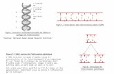 C T A G C T T G A T C G A A Fig1A - Linscription des informations dans lADN "Courtesy: National Human Genome Research Institute." Fig1A - Structure tridimensionnelle.