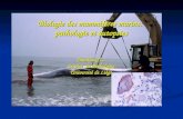 Biologie des mammifères marins: pathologie et autopsies Jauniaux T., Service de Pathologie Université de Liège.