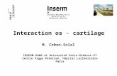 Interaction os - cartilage Institut National de la Santé Et de la Recherche Médicale M. Cohen-Solal INSERM U606 et Université Paris-Diderot-P7 Centre Viggo.