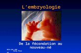 BIO-101-108 Katy Perron Lembryologie De la fécondation au nouveau-né.