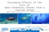 Cascading Effects of the Loss of Apex Predatory Sharks from a Coastal Ocean CORNUBERT Ondine & VERRIER Nicolas M1 B.E.M. Ransom A. Myers, Julia K. Baum,