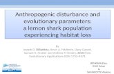 Anthropogenic disturbance and evolutionary parameters: a lemon shark population experiencing habitat loss By Joseph D. DiBattista, Kevin A. Feldheim, Dany.