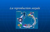 La reproduction sexuée. La Reproduction des Cellules Il y a deux types de reproduction: La reproduction asexuée La reproduction asexuée La reproduction.