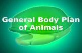 Bio3: General Body Plan of Animals