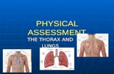 Thorax, lungs