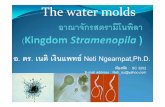 Water Mold in Kingdom Stramenopila