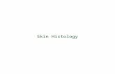 Skin Histology