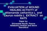 Evaluation of Wound Healing Activity of Allamanda Cathartic A