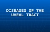 Diseases of the Uveal Tract 09