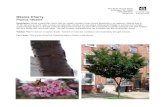 Okame Cherry, Prunus ‘Okame - Delaware Center for Horticulture