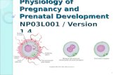 M6_PP03L001_Physiology of Pregnancy and Prenatal Development (v 1.4)