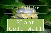 Bio Presentation - Cell Wall
