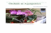 Aquaponic Orchids