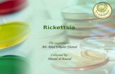 Rickettsia Presentation