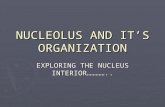 nucleolus and its organisation