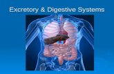 Excretory System & Digestive