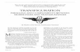 Transfiguration: Parallels and Complements between Mormonism and Transhumanism
