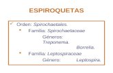 ESPIROQUETAS Orden: Spirochaetales.  Familia: Spirochaetaceae Géneros: Treponema. Borrelia.  Familia: Leptospiraceae Género: Leptospira.