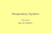 34-2 Respiratory System.ppt