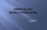 Embriologi Musculoskeletal (29 Mei 2012)