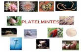 PLATELMINTES. Características Gerais dos Platelmintes: Embriológicas: Triblásticos / Acelomados Protostômicos.
