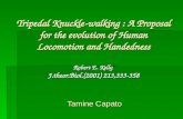 Tripedal Knuckle-walking : A Proposal for the evolution of Human Locomotion and Handedness Robert E. Kelly J.theor.Biol.(2001) 213,333-358 Tamine Capato.