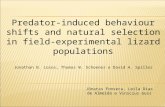 Predator-induced behaviour shifts and natural selection in field-experimental lizard populations Jonathan B. Losos, Thomas W. Schoener e David A. Spiller.