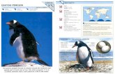 Wildlife Fact File - Birds - 81-90