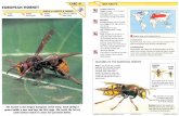 Wildlife Fact File - Insects & Spiders - Pgs. 41-50