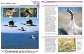 Wildlife Fact File - Animal Behavior - Pgs. 31-40