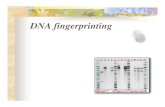 96785824 DNA Fingerprinting